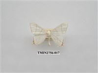 藏品(尺蛾325)的圖片